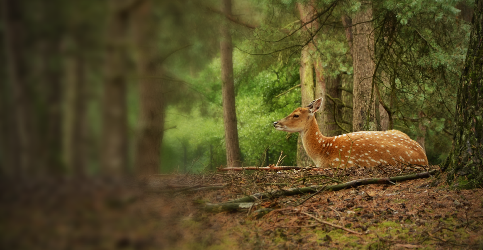 de natuur